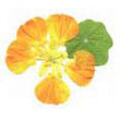 nasturtium.jpg