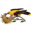 oropendola.jpg