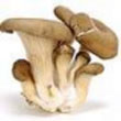 oyster_mushroom.jpg