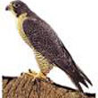 peregrine_falcon.jpg