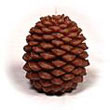 pine_cone.jpg