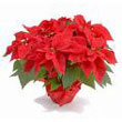 poinsettia.jpg