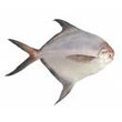 pomfret.jpg