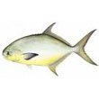 pompano.jpg