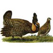 prairie_chicken.jpg