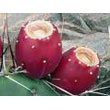 prickly_pear.jpg