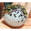 pufferfish.jpg