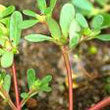 purslane.jpg