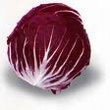 radicchio.jpg