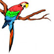 rainbow_lorikeet.jpg