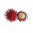 rambutan.jpg