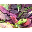 red_orach.jpg