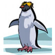 rockhopper_penguin.jpg