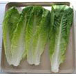 romaine_lettuce.jpg