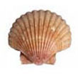 scallop.jpg