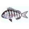 sheepshead.jpg