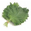 shiso.jpg