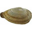 soft-shell_clam.jpg