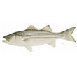 striped_bass.jpg