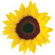 sunflower.jpg