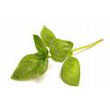 sweet_Asian_basil.jpg