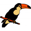 toucan.jpg