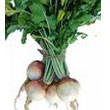 turnip.jpg