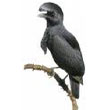 umbrellabird.jpg