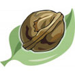 walnut.jpg