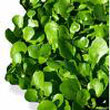 watercress.jpg