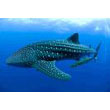 whale_shark.jpg