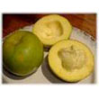 white_sapote.jpg