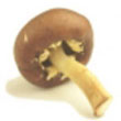 winecap_mushroom.jpg