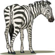 zebra.jpg